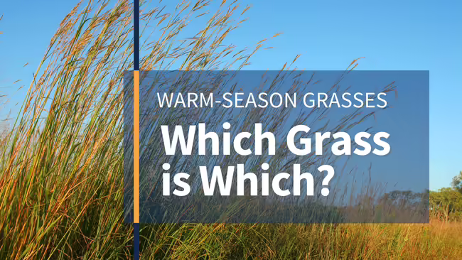 warm season grasses: which grass is which? text over photo of native bluestem prairie grass