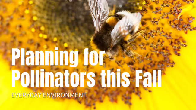 pollinator on flower
