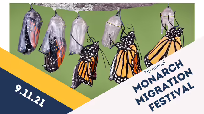 monarch butterfly life cycle