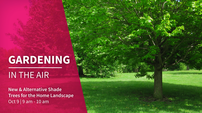 New and alternative shade trees for the home landscape