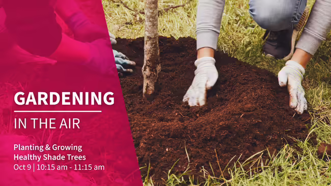 planting and growing healthy shade trees