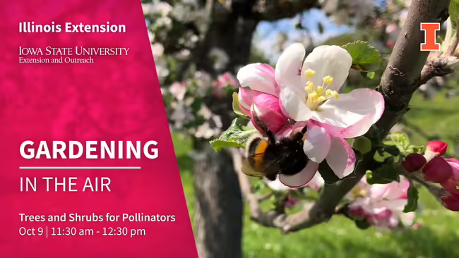 trees and shrubs for pollinators