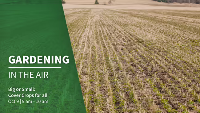 Big or Small: Cover Crops for All: Gardening in the Air