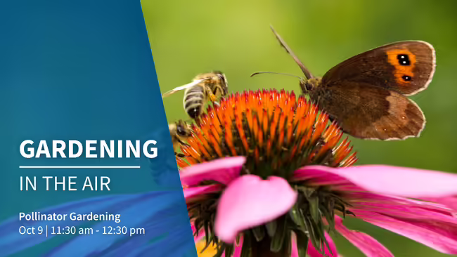 pollinator gardening