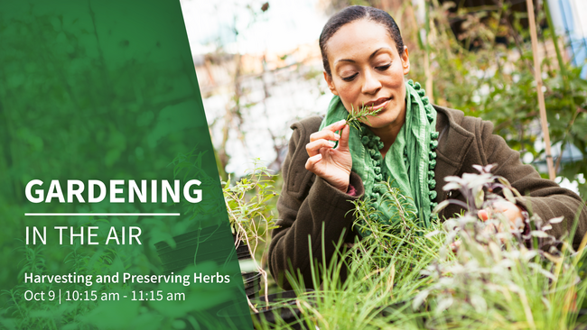 Harvesting and Preserving Herbs: Gardening in the Air