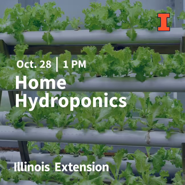 image of a self made home hydroponics system
