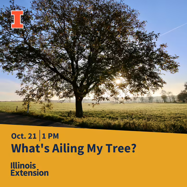image of a large tree in an open field with blue skies and green grass