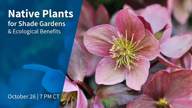 Native Plants for Shade Gardens and Ecological Benefits