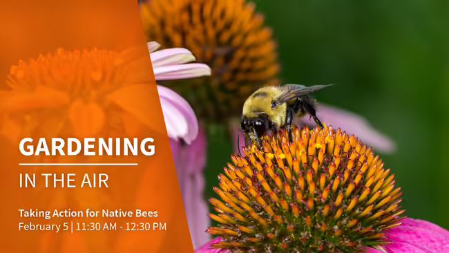 native bees