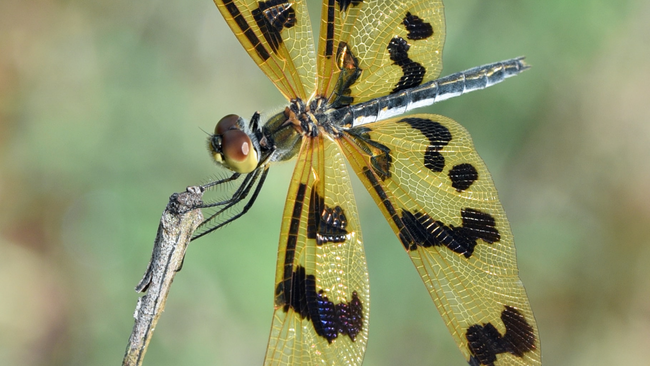 dragonfly with yellow wings with black markings perching on stick