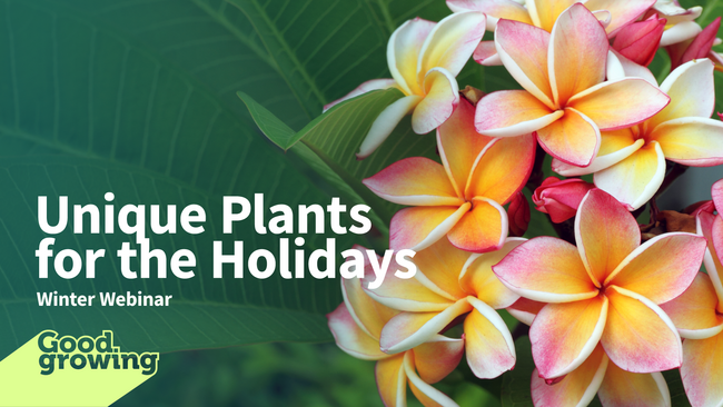 unique plants for the holidays