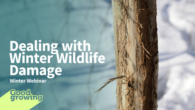 dealing with winter wildlife damage