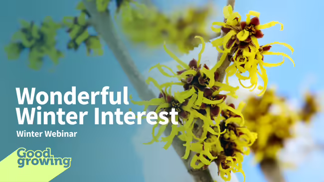 wonderful winter interest