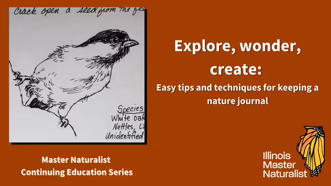 Drawing of a chickadee from a nature journal