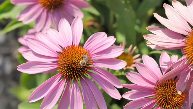coneflower with bee