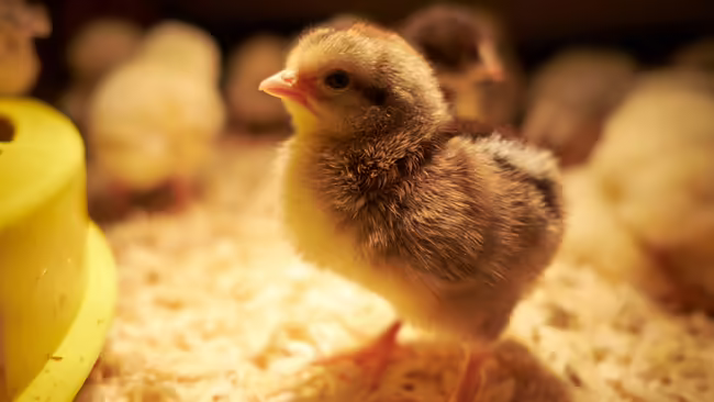 brown young chick in front of yellow chicks