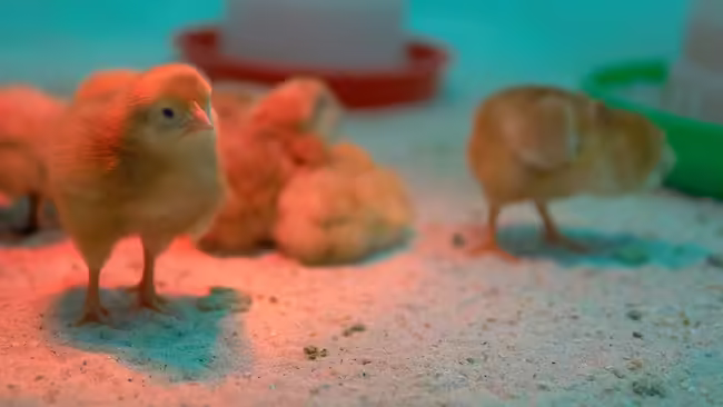 day old chicks 