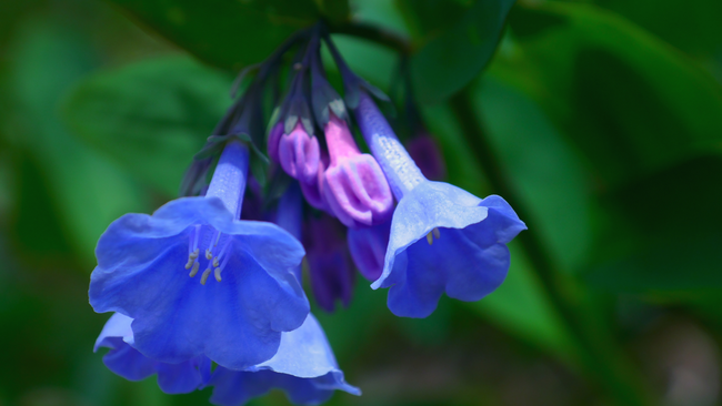 Virginia bluebells flowers