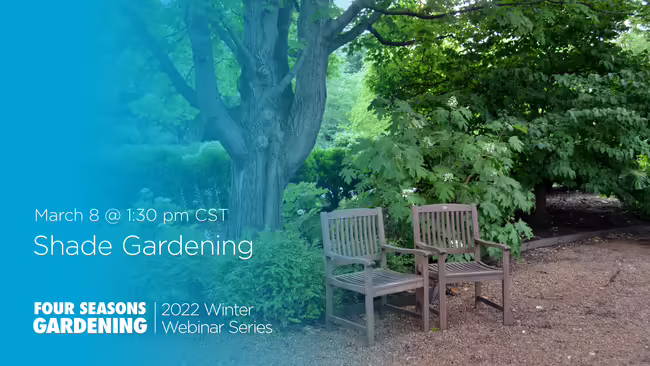 shade plants in garden setting