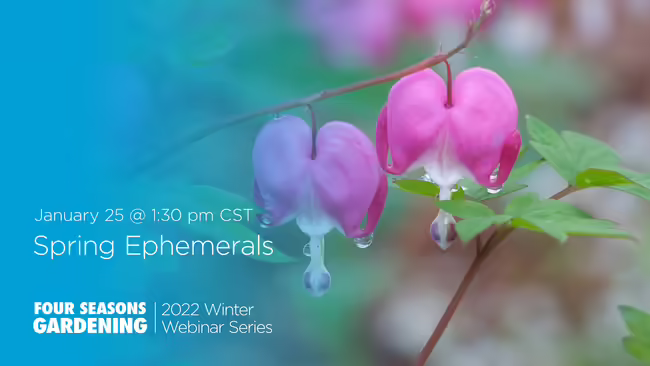 spring ephemeral flowers