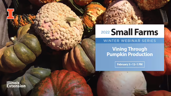 pumpkin small farms