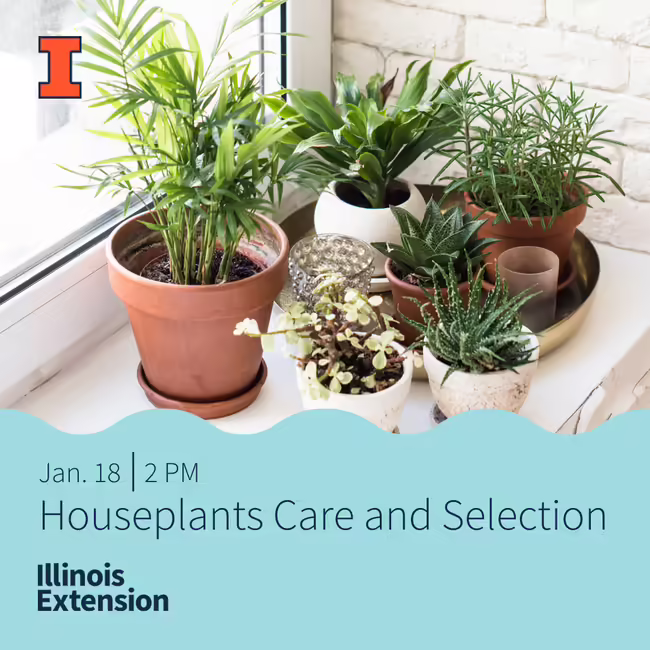 cjmmhouseplantcare&selection