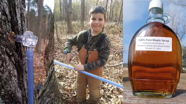 A close up of a sap tap, a boy standing in the woods, and a close up of a maple syrup bottle