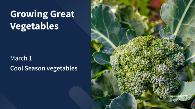graphic: Growing Great Vegetables, cool season vegetables. Photo: broccoli. 