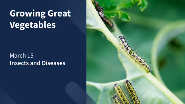 graphic: Growing Great Vegetables, insects and diseases. Photo: Yellow and white worm on cabbage plant