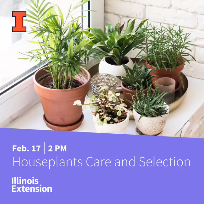 cjmm-HouseplantCareandSelection