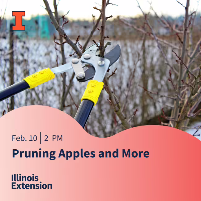 cjmmpruningapplesandmore