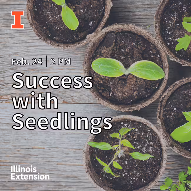cjmmsuccesswithseedlings