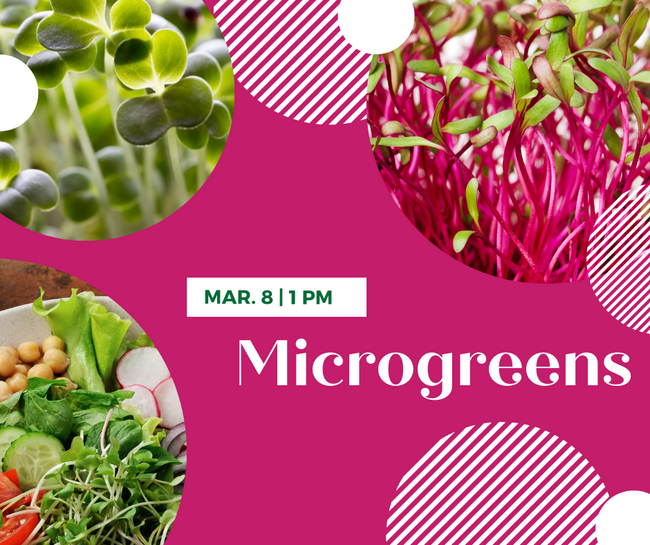 three pictures of assorted microgreen plants 