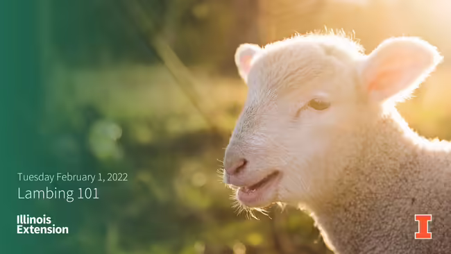 Baby lamb head looking over 