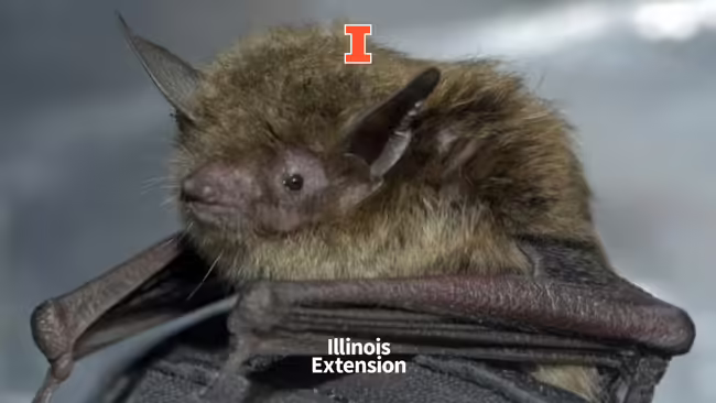 Baby bat