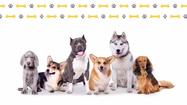 6 Dogs with dog bone border