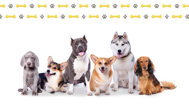6 Dogs with dog bone border 