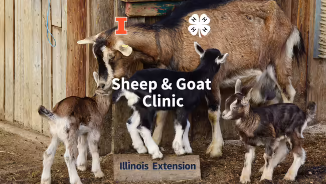 Mother goat with babies and "sheep and goat clinic" text and 4-H cloverleaf emblem and Illinois Extension branding