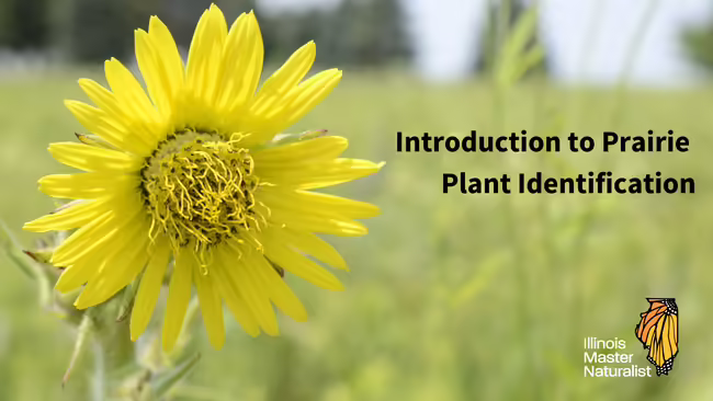 A yellow flower with a prairie in the background