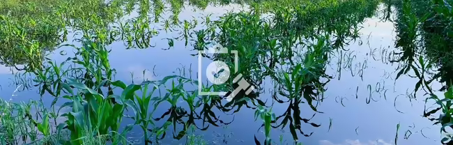flooded corn field