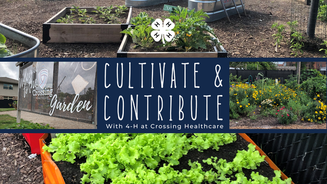 planter and garden background with white text over navy "Cultivate & Contribute with 4-H at Crossing Healthcare", middle top "white 4-H clover"