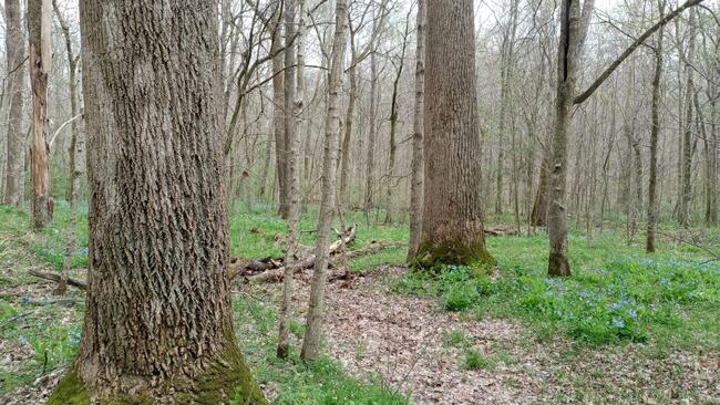 Southern Illinois Forest Photo