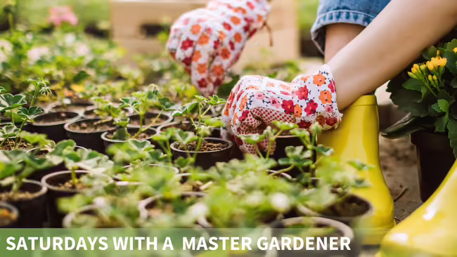 Gardener planting in pots.
