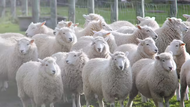 Herd of Sheep