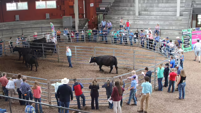 cattle show ring at a livestock judging competition