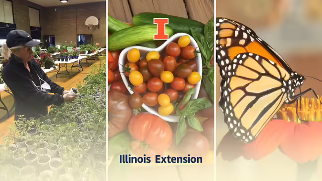 Plan sale, fruits and veggies, nad butterfly