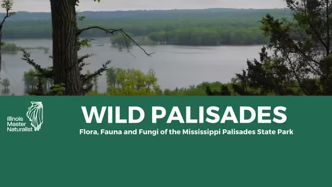 Scenic view of the Mississippi River from the Palisades State Park