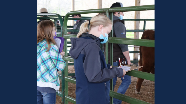 youth looking at livestock and writing on a clipboard