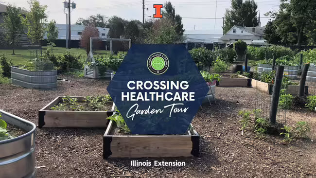 raised garden beds