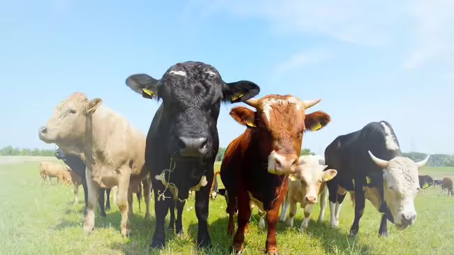 5 cows up close